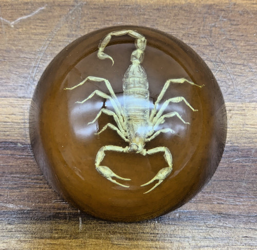 Genuine scorpion half - genuine,
