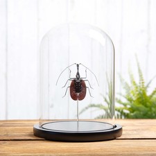 Violin Taxidermy Beetle in