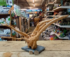 Red Moor Wood Root on Slate