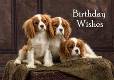 CAVALIER KING CHARLES SPANIEL