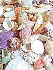 Mixed sea shells 450g - 450g, large