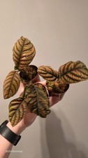 Labisia Sp. Vietnam Tropical