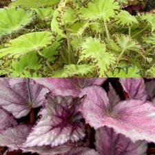 Begonia Beleaf in 12cm Pot -