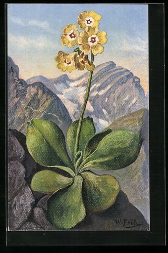 Artist postcard primula - artist,