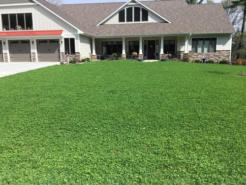 Micro clover seed - micro,