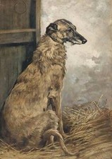 DEERHOUND BEAUTIFUL SITTING