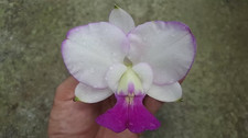 Rare Cattleya walkeriana