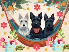 Cute Scottish Terrier West