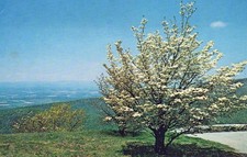 UNITED STATES POSTCARD Blue Ridge Mountains Dogwood Tree Virginia Valley Views