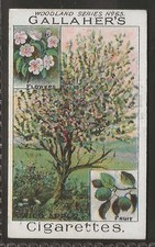GALLAHER-WOODLAND TREES SERIES 1912-#065- WILD APPLE 