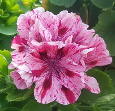 Regal Pelargonium - Marie