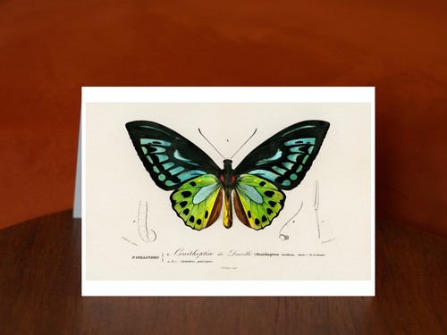 Green birdwing ornithoptera - green, (ornithoptera