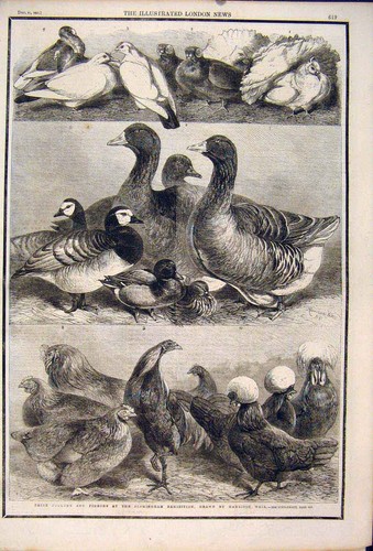 Old antique print - old,