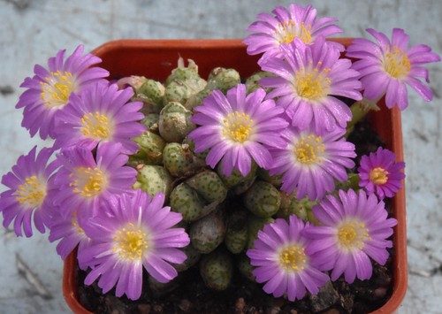 Conophytum marginatum ssp