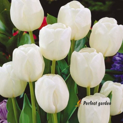 Bulbs tulip white spring - tulip,