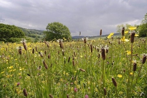 Plantago lanceolata ribwort - plantago,