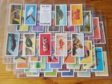 Barratt trade cards - zoo, pets