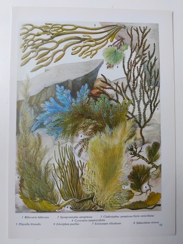 Vintage seaweed botanical - vintage,