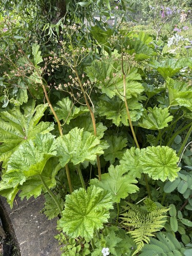 Darmera peltata umbrella - darmera, peltata.