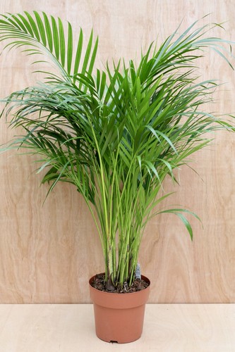 Chrysalidocarpus lutescens