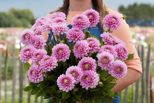 Dahlia tuber veerle - -,