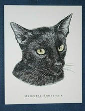 ORIENTAL SHORTHAIR CAT   Illustrated Card  EE17