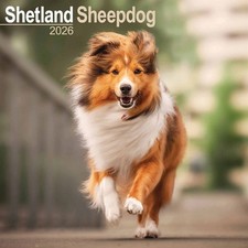 Shetland Sheepdog Calendar 2026 - Dogs - Month To View