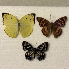 Entomology Butterfly Specimen