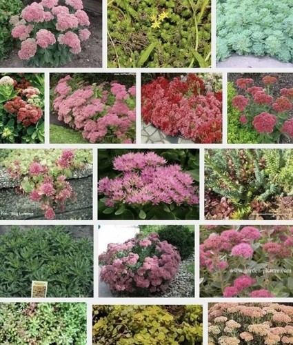 Different sedum cuttings - 25,