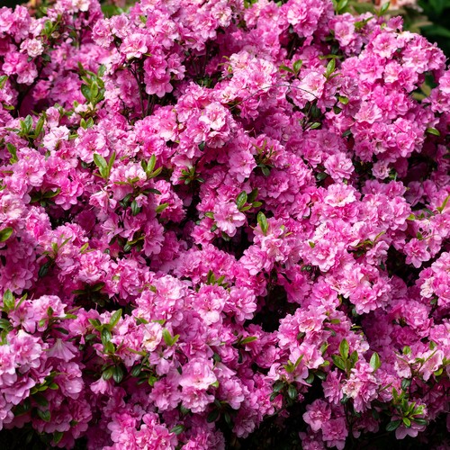 Colourful garden shrub pink - colourful,
