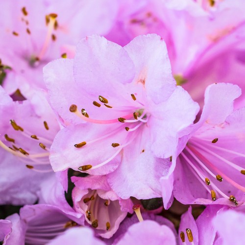 Rhododendron snipe evergreen - rhododendron,