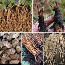 Allotment/Vegetable Garden Perrenial Starter Pack (Free UK Delivery)