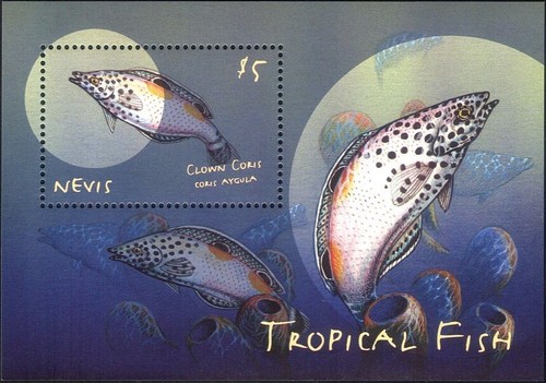 Nevis 2000 clown - nevis,