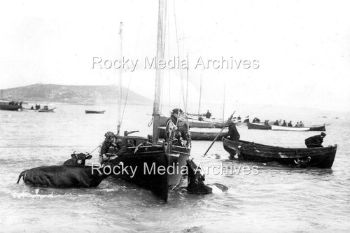 Fnb cattle rescue boats - rescue,