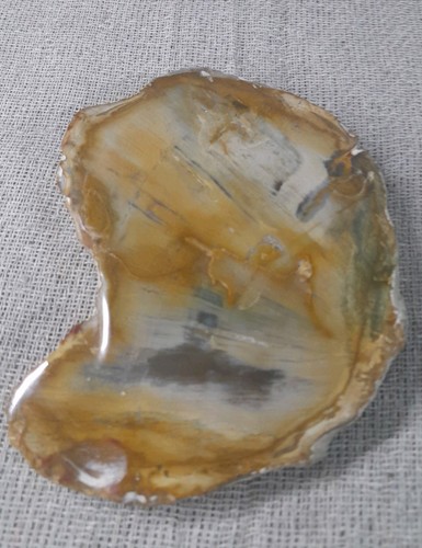 Fossilised wood slice 290g - wood,