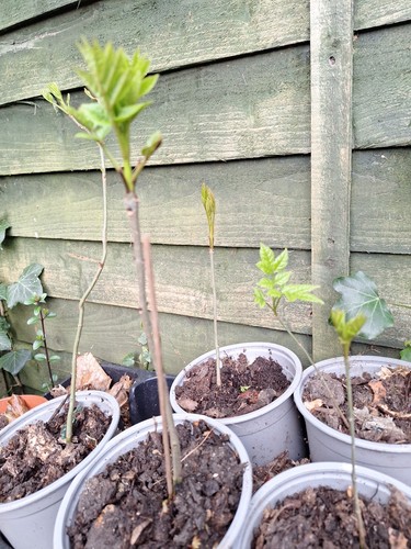 Young ash tree - ash, height