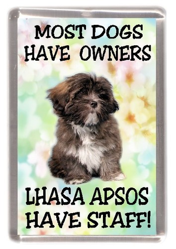 Lhasa apso dog fridge magnet - apso,