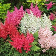 Astilbe 3 x Bare Root Mix - Hardy Shade Loving Perennials - Summer Garden Blooms