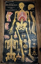 Antique 1920 osteology medical - 1920,