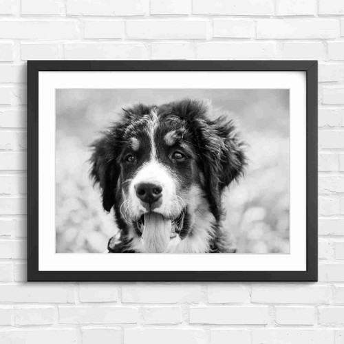 Happy bernese mountain - dog, pup