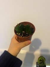 thanksgiving cactus