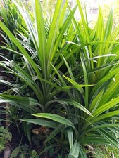 one mother Pandan fragrant , Pandanus amaryllifolius rooted Plant