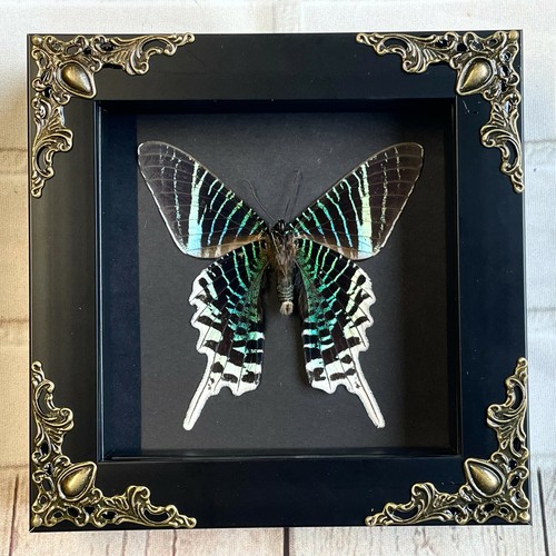 Green banded urania - green,