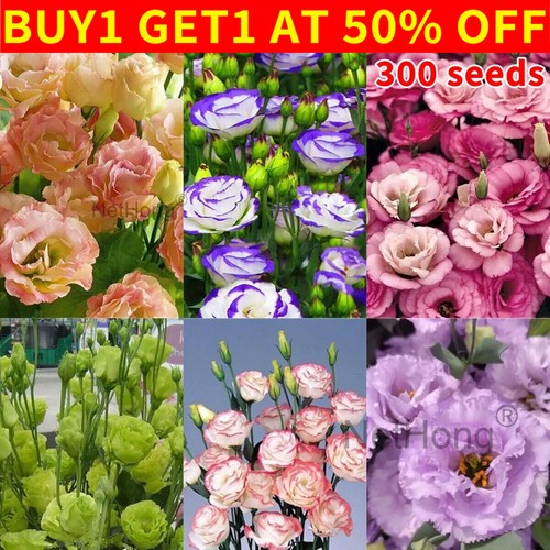 300pcs eustoma grandiflorum - eustoma,