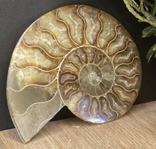 5cm high quality ammonite - 9.5cm,