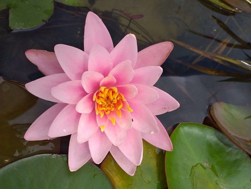 Nymphaea fabiola water - nymphaea,