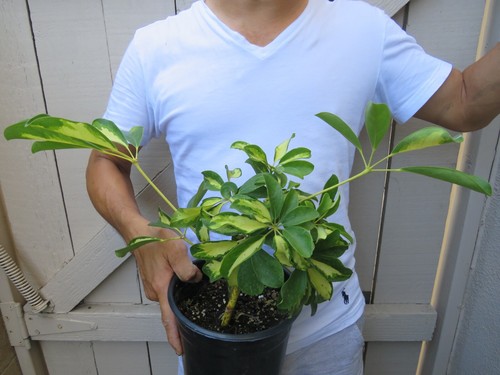 Variegated umbrella tree - variegated,