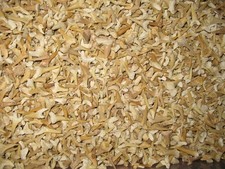 Cretaceous - Eocene Shark