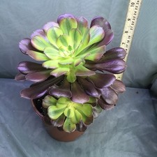 Aeonium Athena.