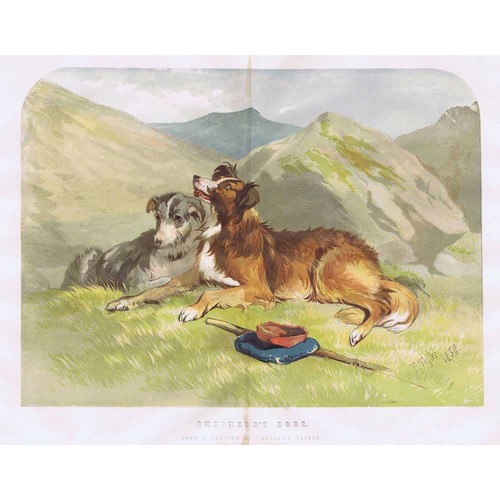 Frederick tayler shepherd - frederick, shepherd's